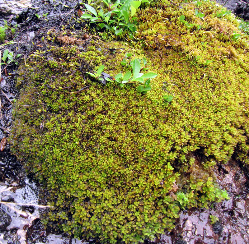 Sphagnum compactum